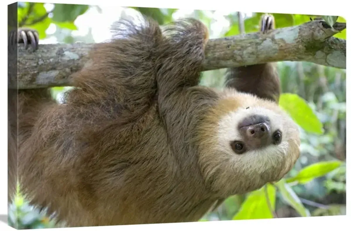 Hoffmanns Two-toed Sloth six month old orphan in tree, Aviarios Sloth Sanctuary, Costa Rica-Canvas Art-30x20