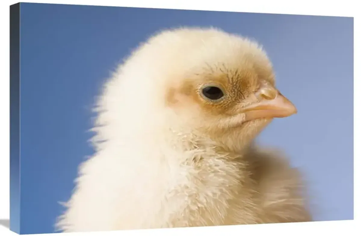 Domestic Chicken, banty morph, hatchling-Canvas Art-30x20