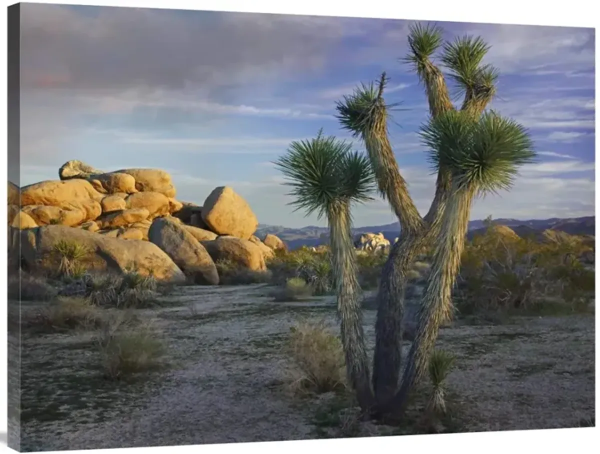 Joshua Tree and boulders, Joshua Tree National Park, California-Canvas Art-40x30