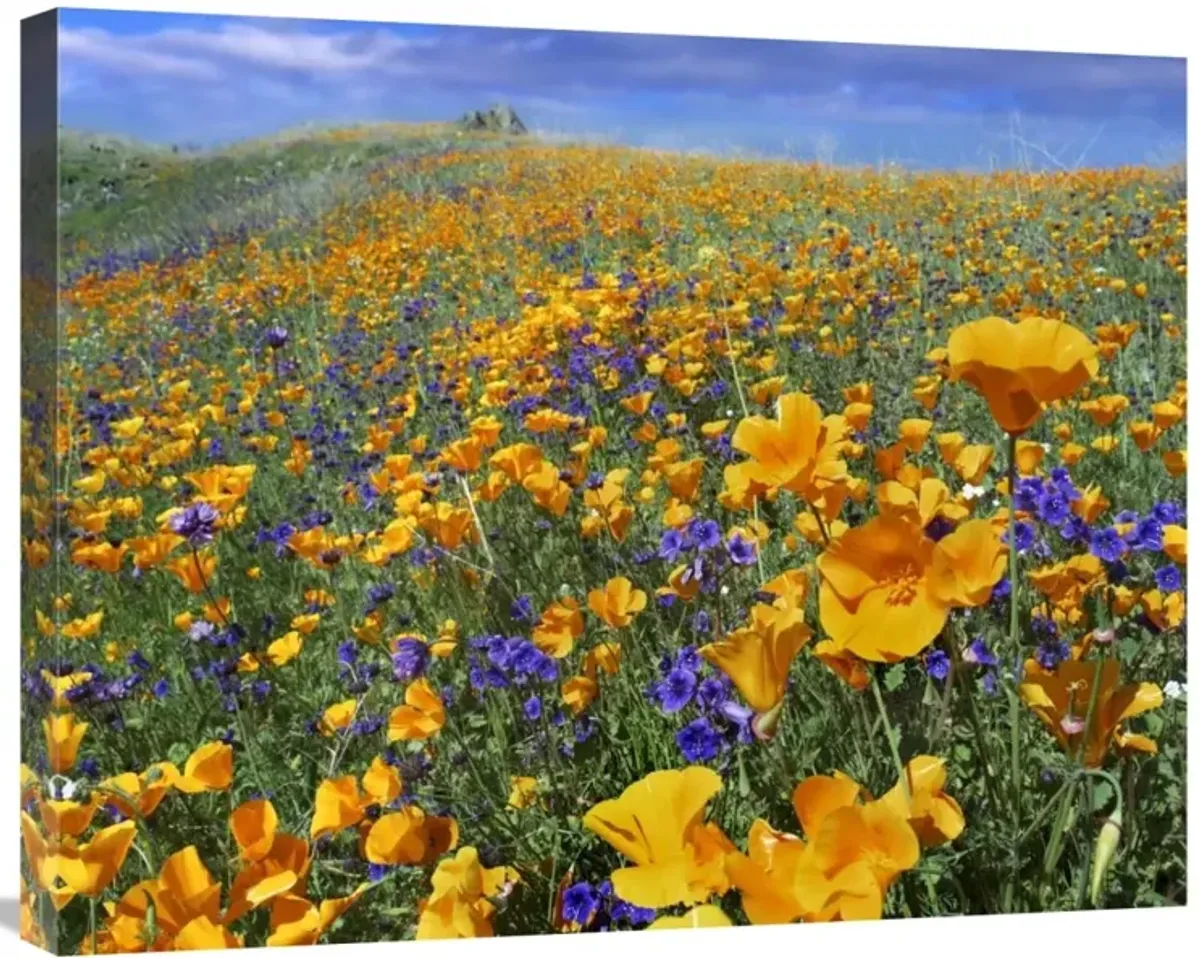 California Poppy and Desert Bluebell flowers, Antelope Valley, California-Canvas Art-28x22