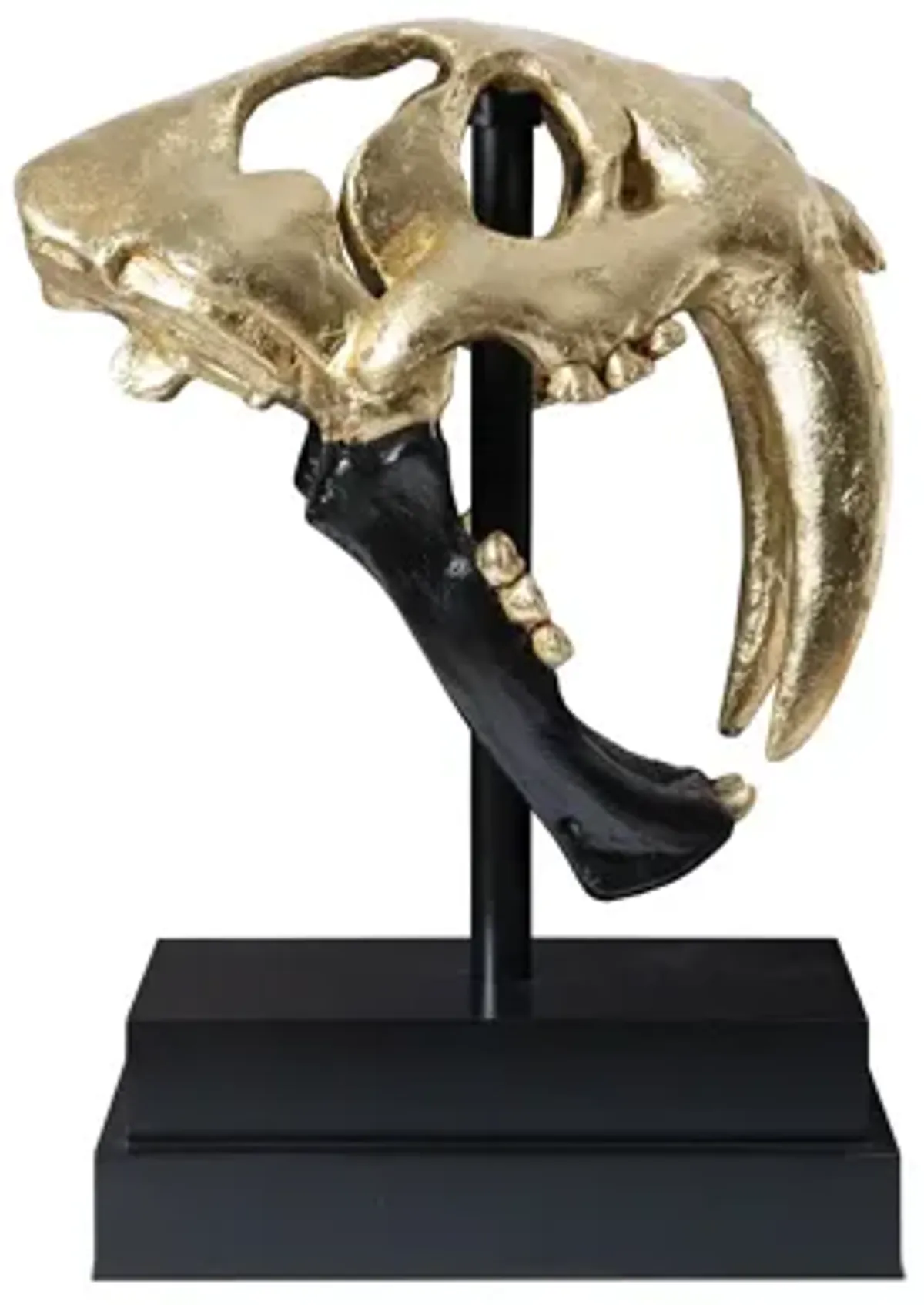 Saber Tooth Tiger Skull