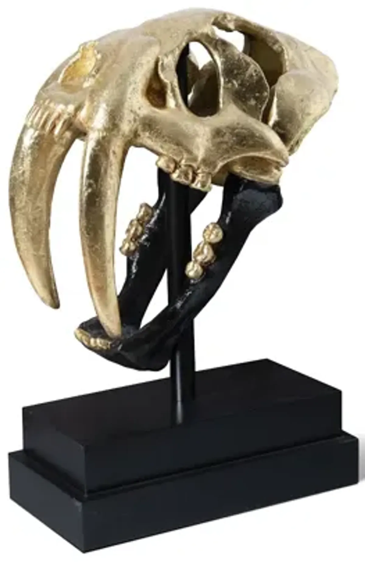 Saber Tooth Tiger Skull