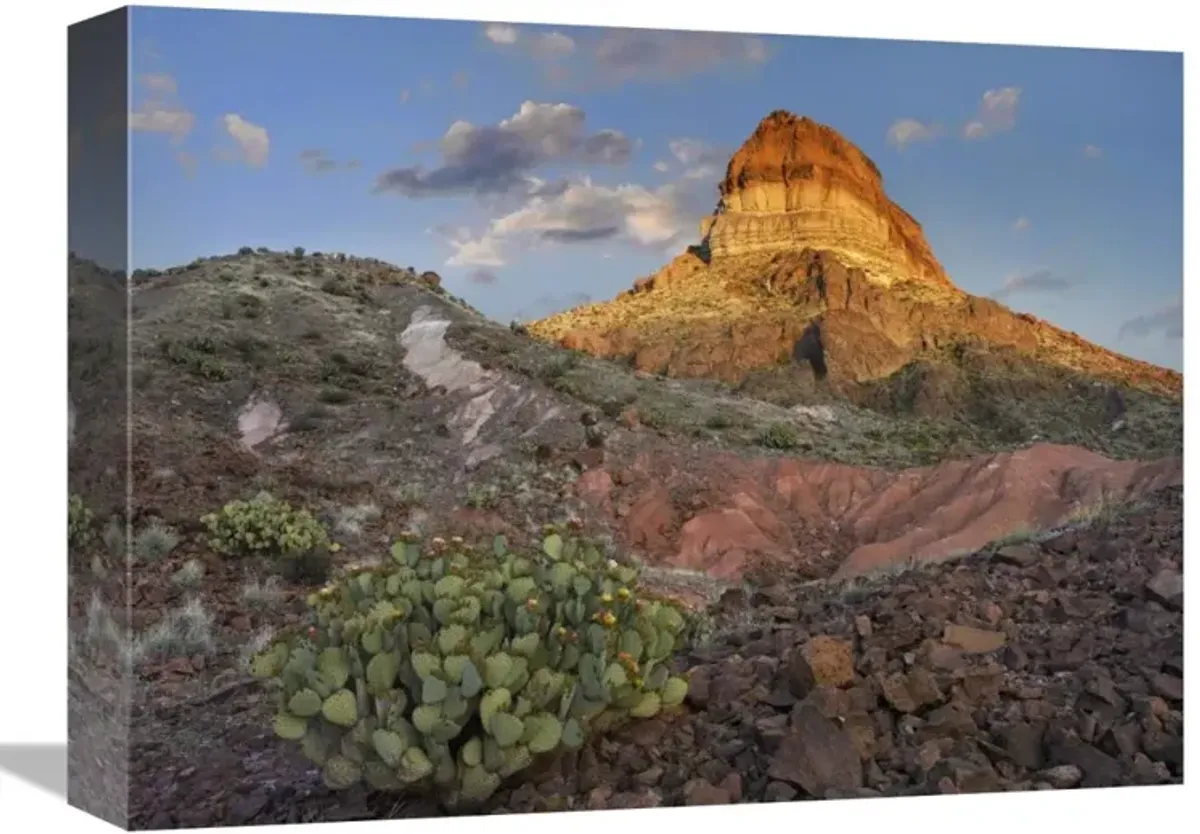 Prickly Pear Cactus at Cerro Castellan, Chihuahuan Desert, Big Bend National Park, Chihuahuan Desert, Texas-Canvas Art-16x12