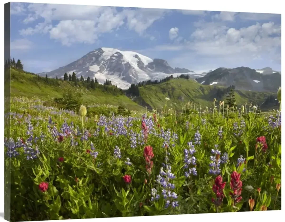 Paradise Meadow and Mount Rainier, Mount Rainier National Park, Washington-Canvas Art-40x30