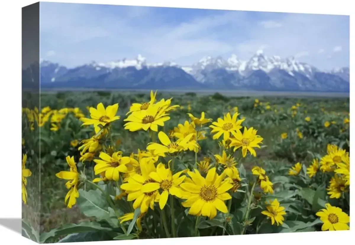 Balsamroot Sunflower patch, Grand Teton National Park, Wyoming-Canvas Art-16x12