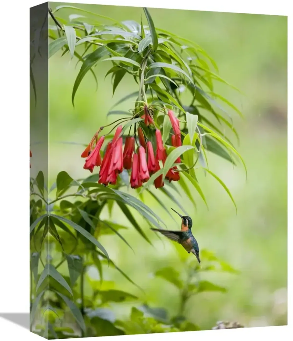 Purple-throated Mountain-gem hummingbird female, Costa Rica-Canvas Art-12x16