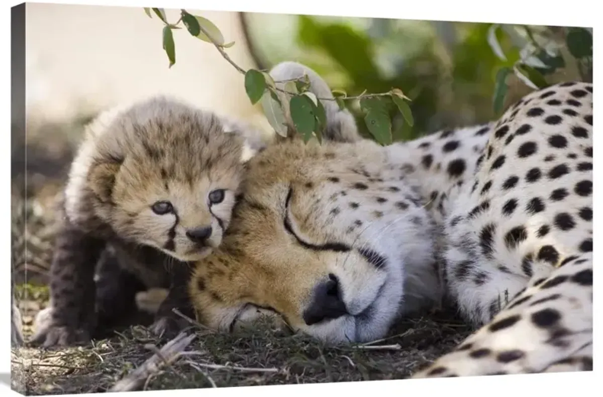 Cheetah mother and seven day old cub, Maasai Mara Reserve, Kenya-Canvas Art-36x24