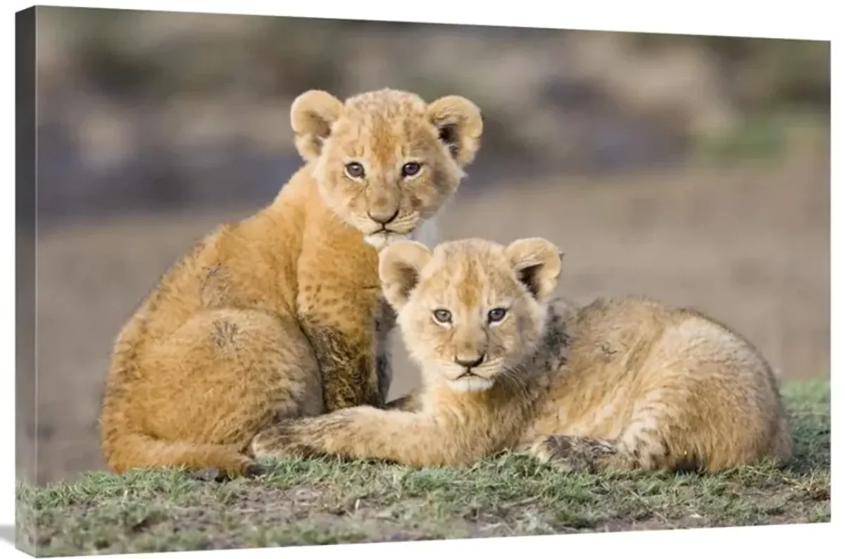 African Lion four to five week old cubs, vulnerable, Masai Mara National Reserve, Kenya-Canvas Art-36x24