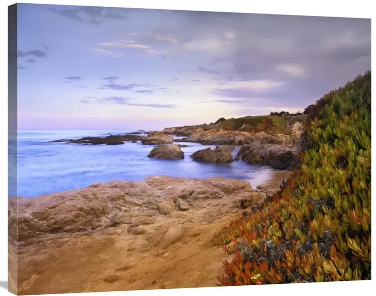 Ice Plant growing on cliffs at Bean Hollow Beach, California-Canvas Art-35x28