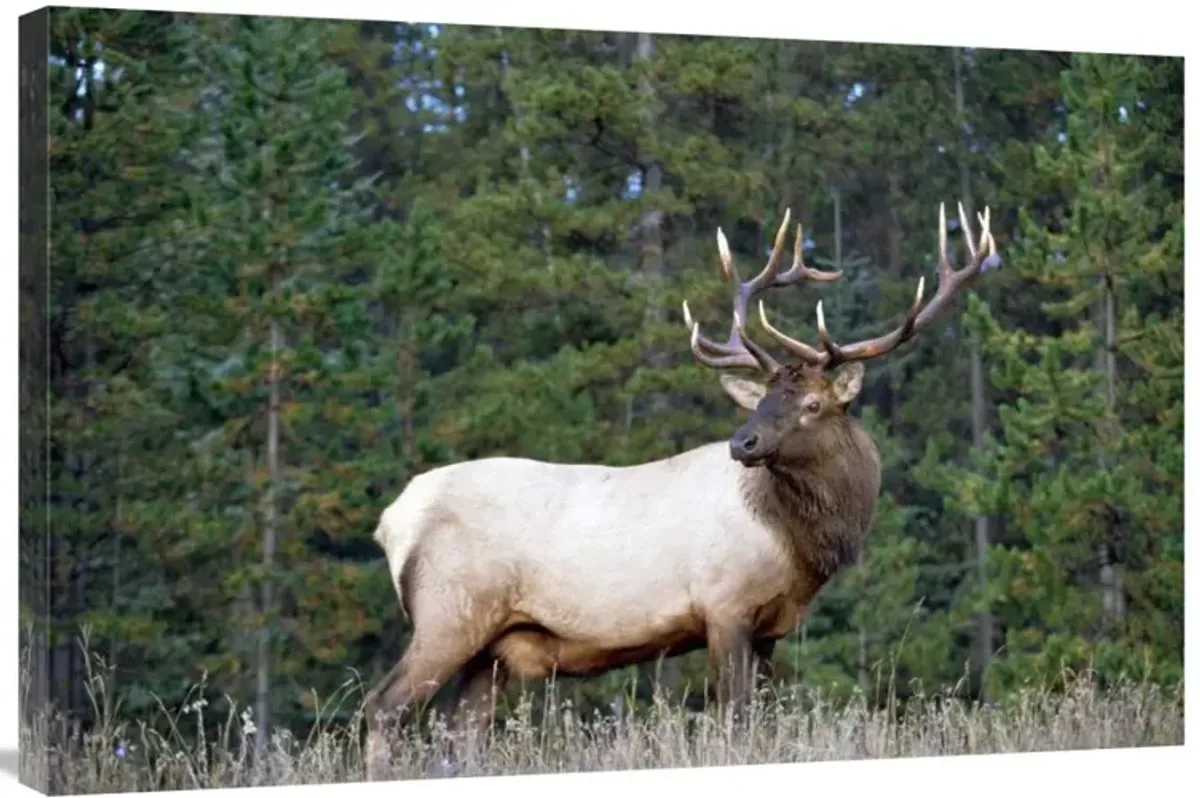 Elk or Wapiti male portrait, North America-Canvas Art-36x24