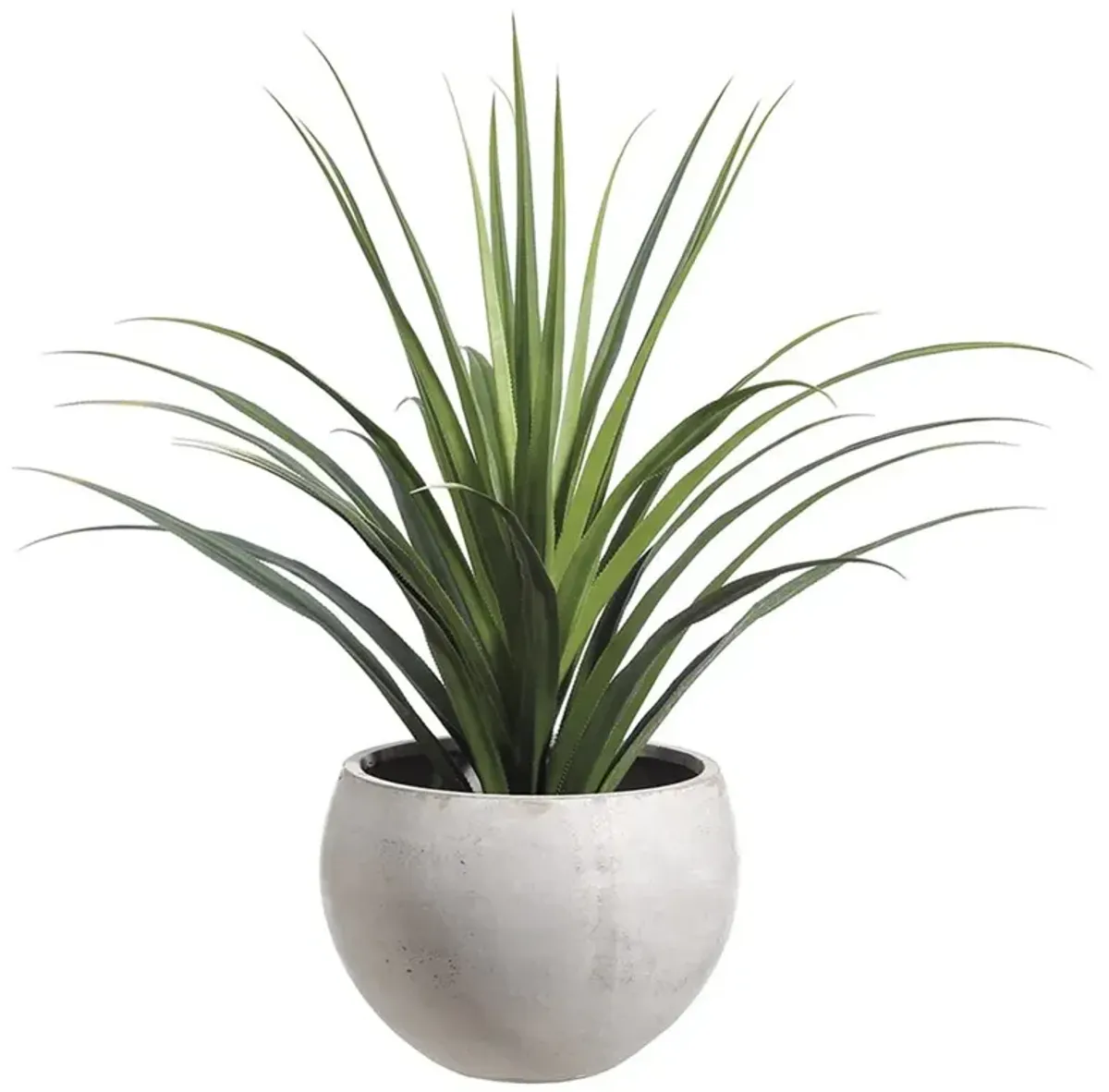 Dracaena in Fiber Cement Planter