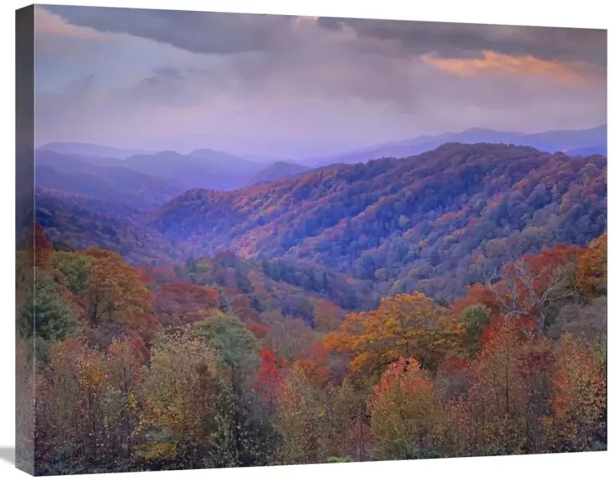Autumn deciduous forest, Great Smoky Mountains National Park, Tennessee-Canvas Art-28x22