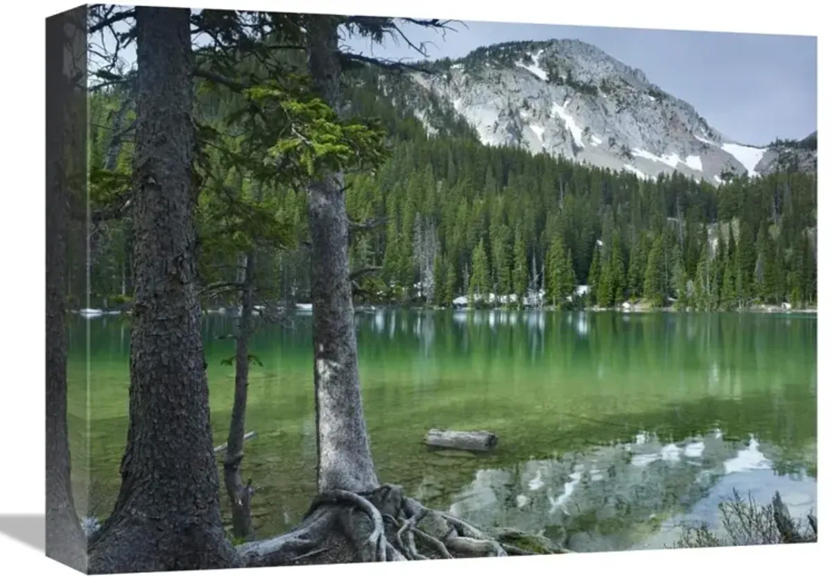 Pine trees on the edge of Fairy Lake, Montana-Canvas Art-16x12