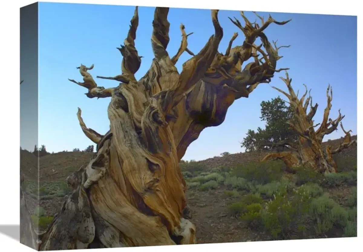 Foxtail Pine tree, ancient trees, Schulman Grove, White Mountains, California-Canvas Art-16x12