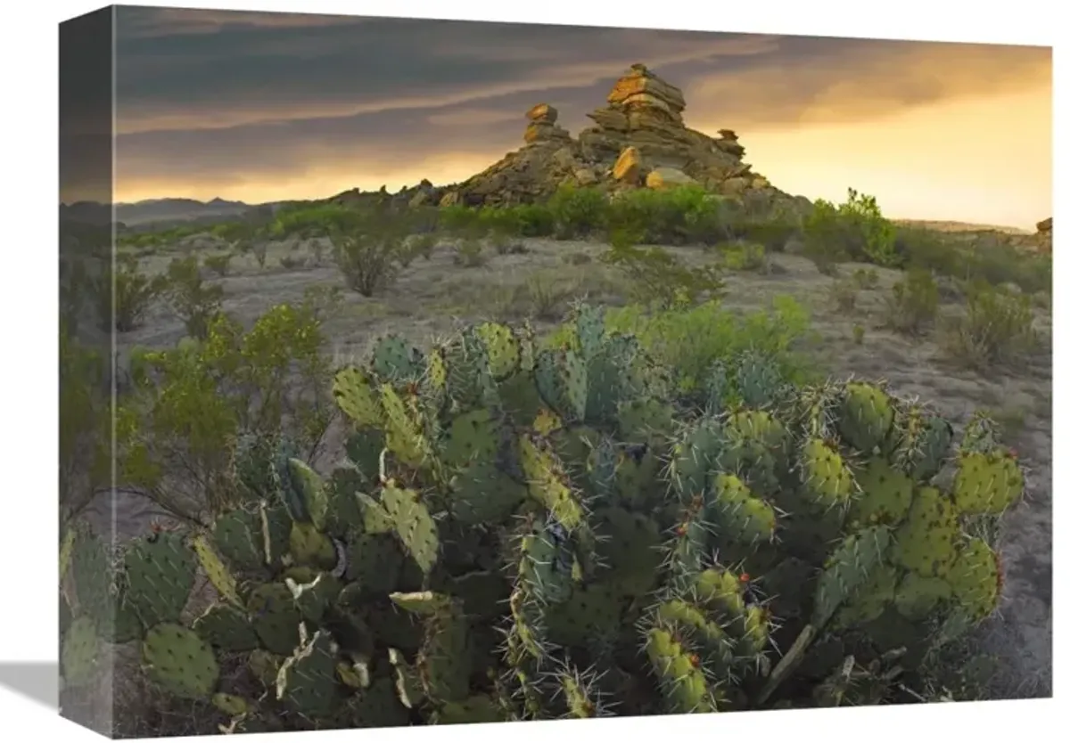 Opuntia and hoodoos, Big Bend National Park, Chihuahuan Desert, Texas-Canvas Art-16x12