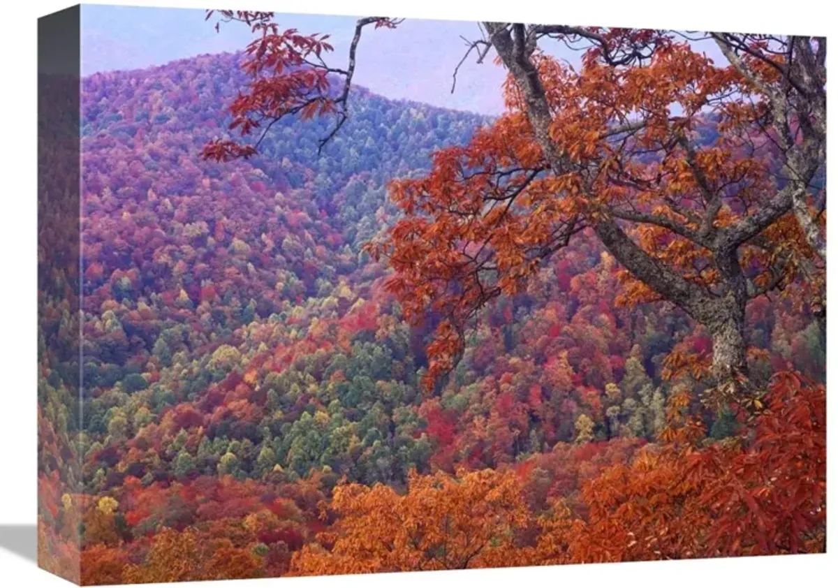 Blue Ridge Range with autumn deciduous forest, near Buck Creek Gap, North Carolina-Canvas Art-16x12