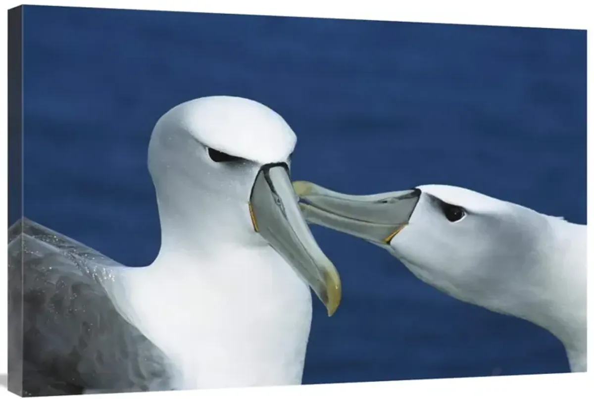 White-capped or Shy Albatross pair courting, Southwest Cape, Auckland Island, New Zealand-Canvas Art-36x24