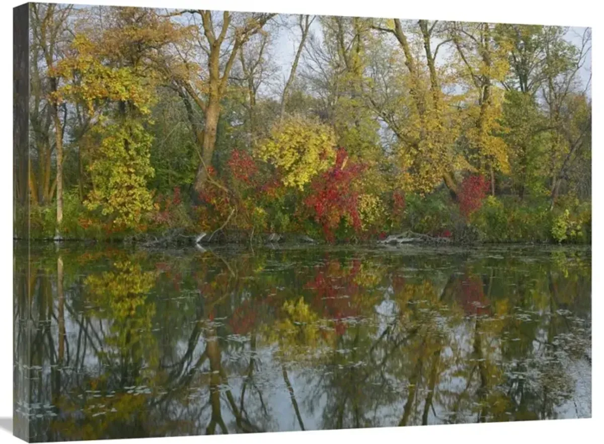 Autumn reflection on Marshs Lake, Spruce Woods Provincial Park, Canada-Canvas Art-32x24