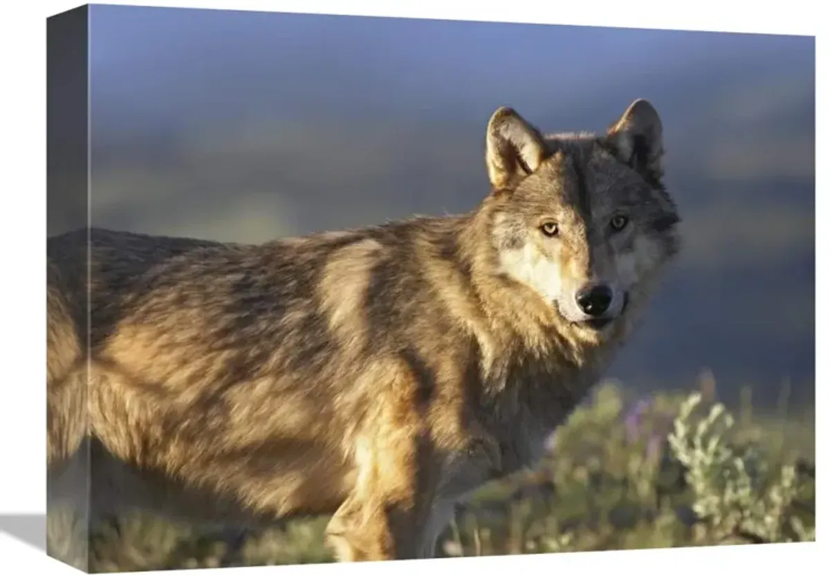 Gray Wolf , North America-Canvas Art-16x12