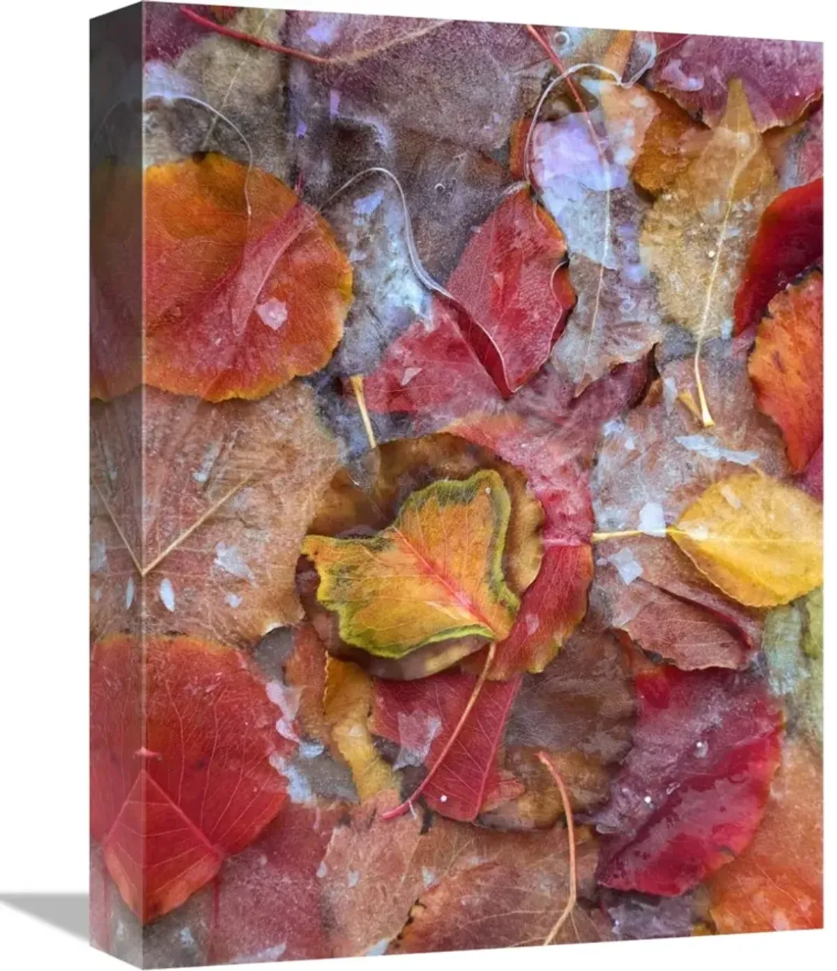 Fallen autumn colored Aspen leaves frozen on the ground-Canvas Art-12x16