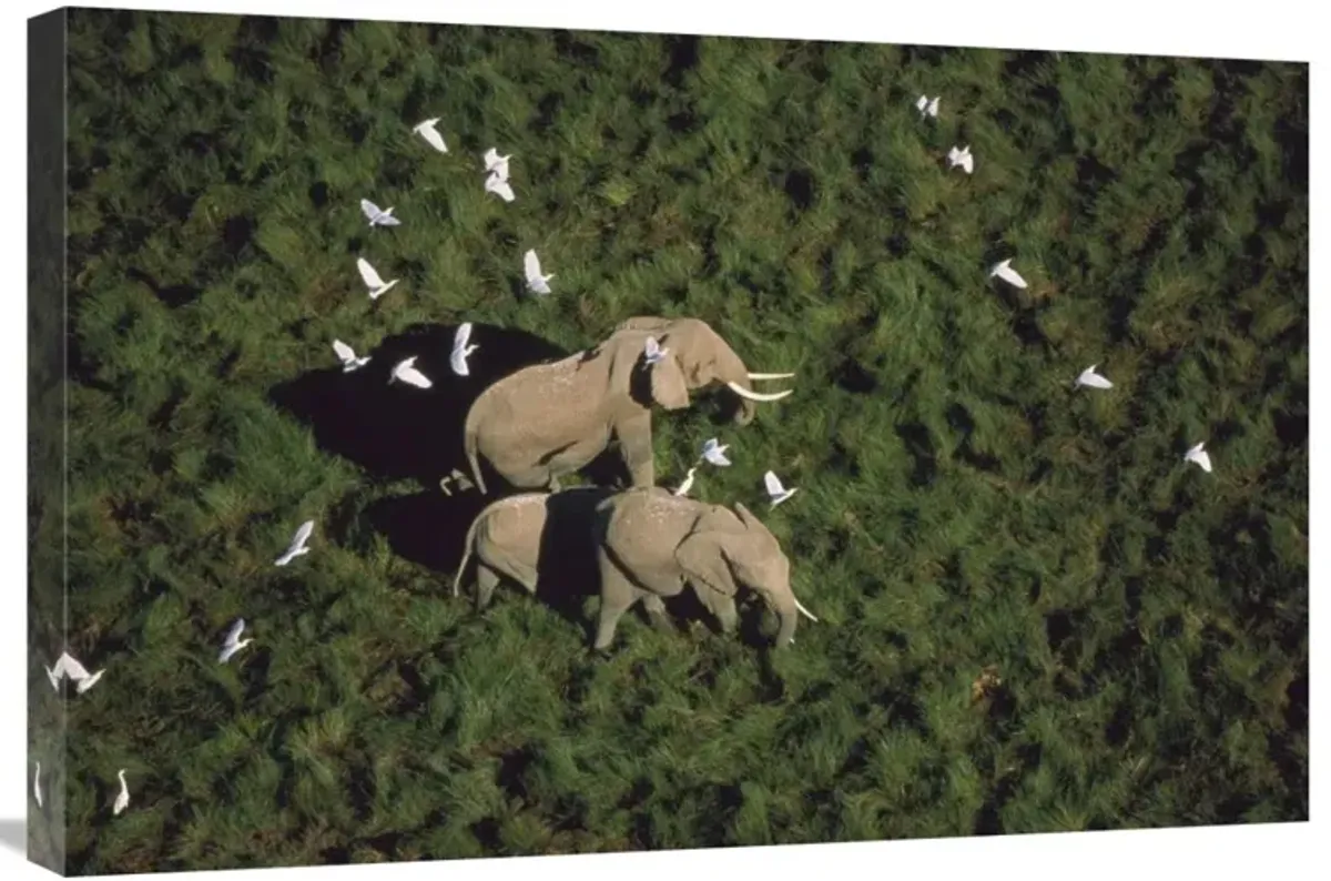 African Elephant parents and two calves with Cattle Egret flock, Kenya-Canvas Art-30x20