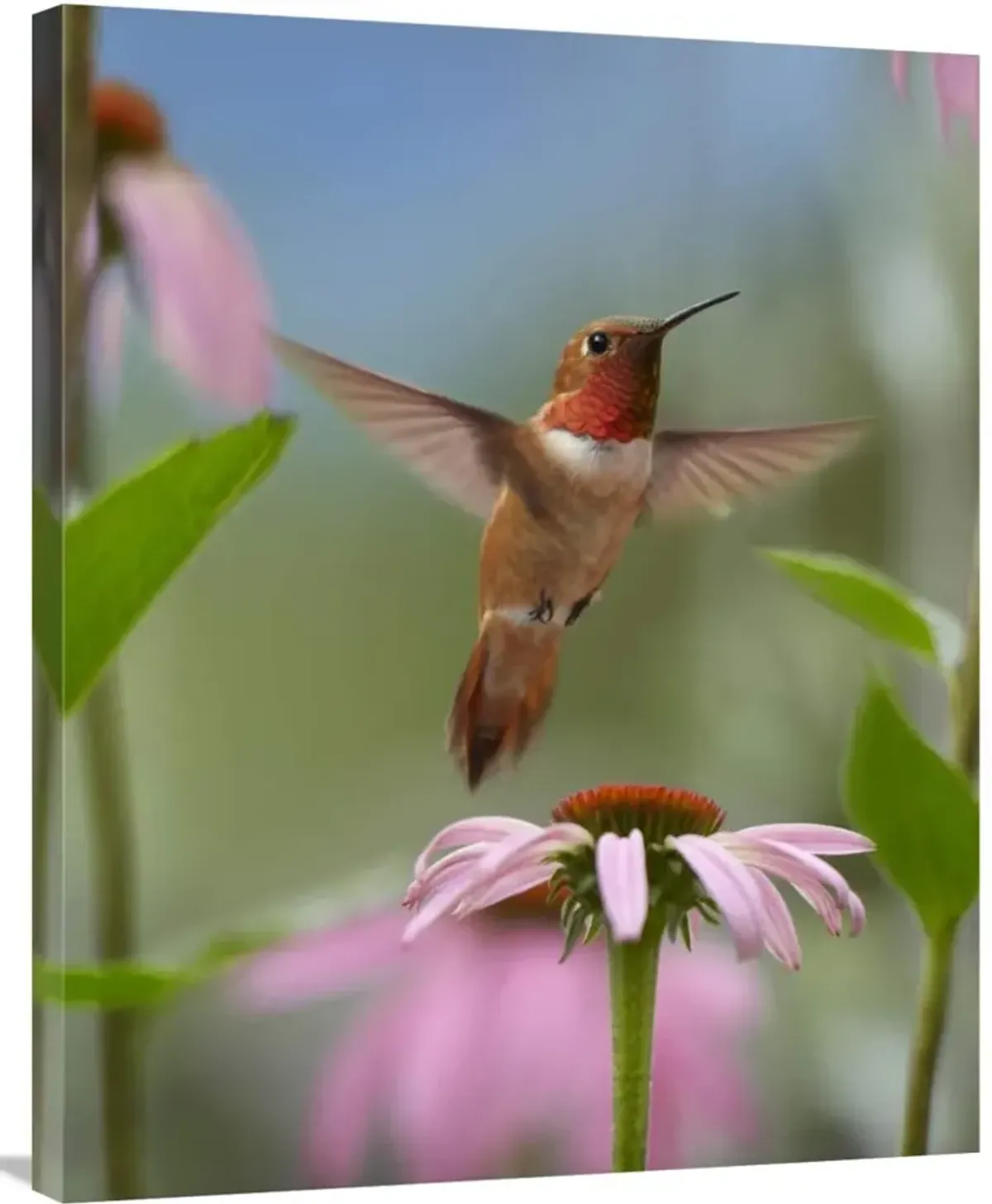 Rufous Hummingbird male feeding on flower nectar-Canvas Art-28x35