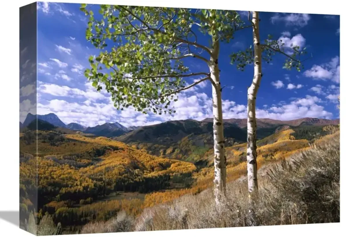 Aspen trees in fall-colors on Elk Mountains, Capitol Creek trailhead, Colorado-Canvas Art-16x12