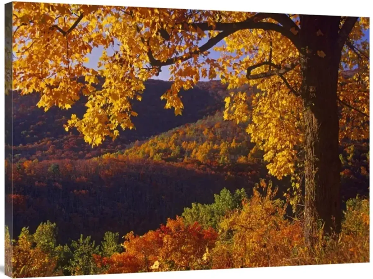 Autumn deciduous forest, Shenandoah National Park, Virginia-Canvas Art-40x30