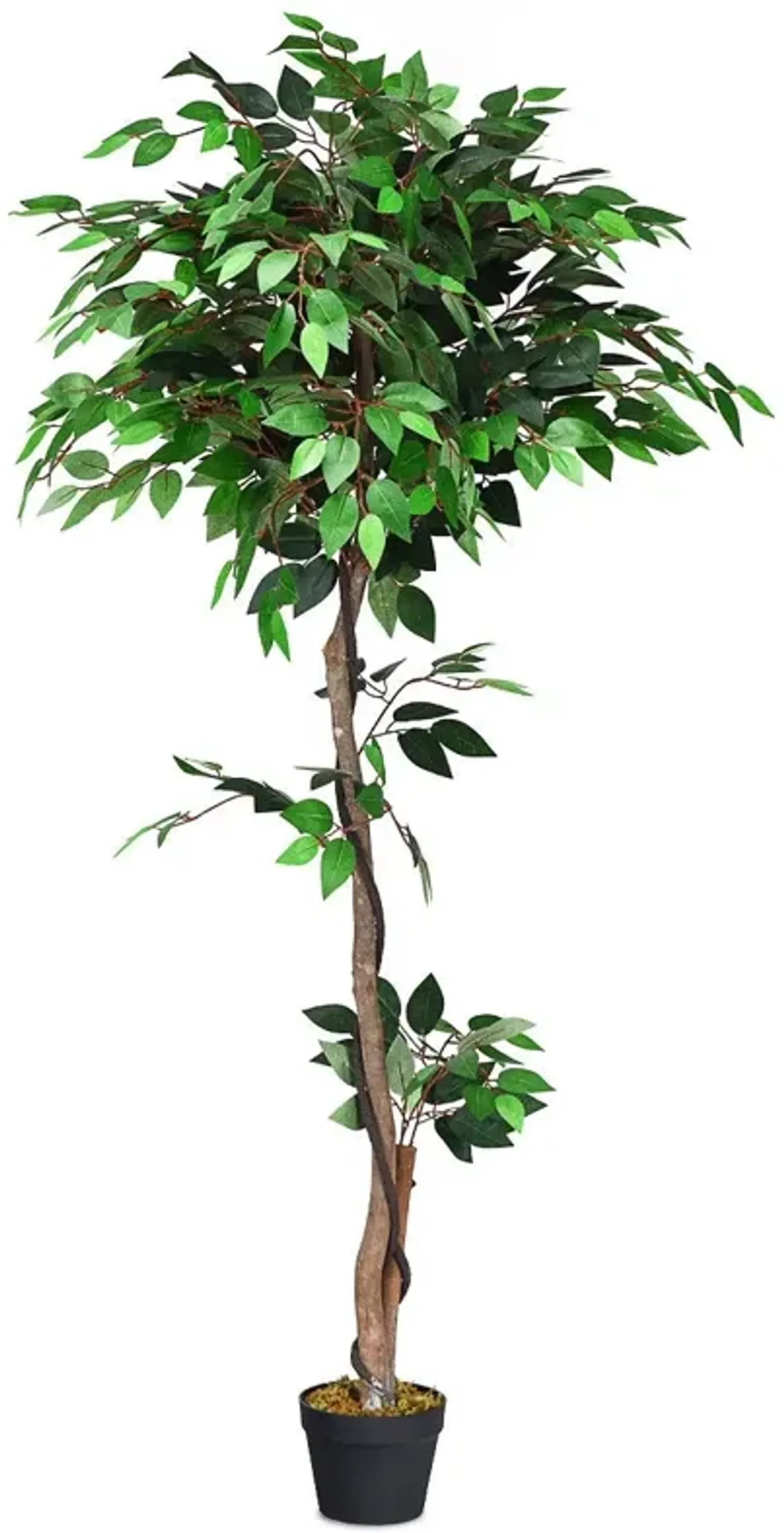 5.5 Feet Artificial Ficus Silk Tree with Wood Trunks