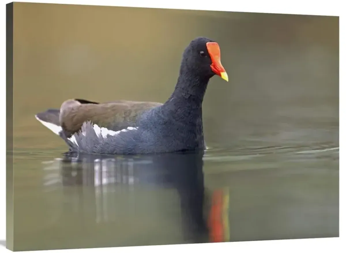 Common Moorhen swimming, North America-Canvas Art-40x30