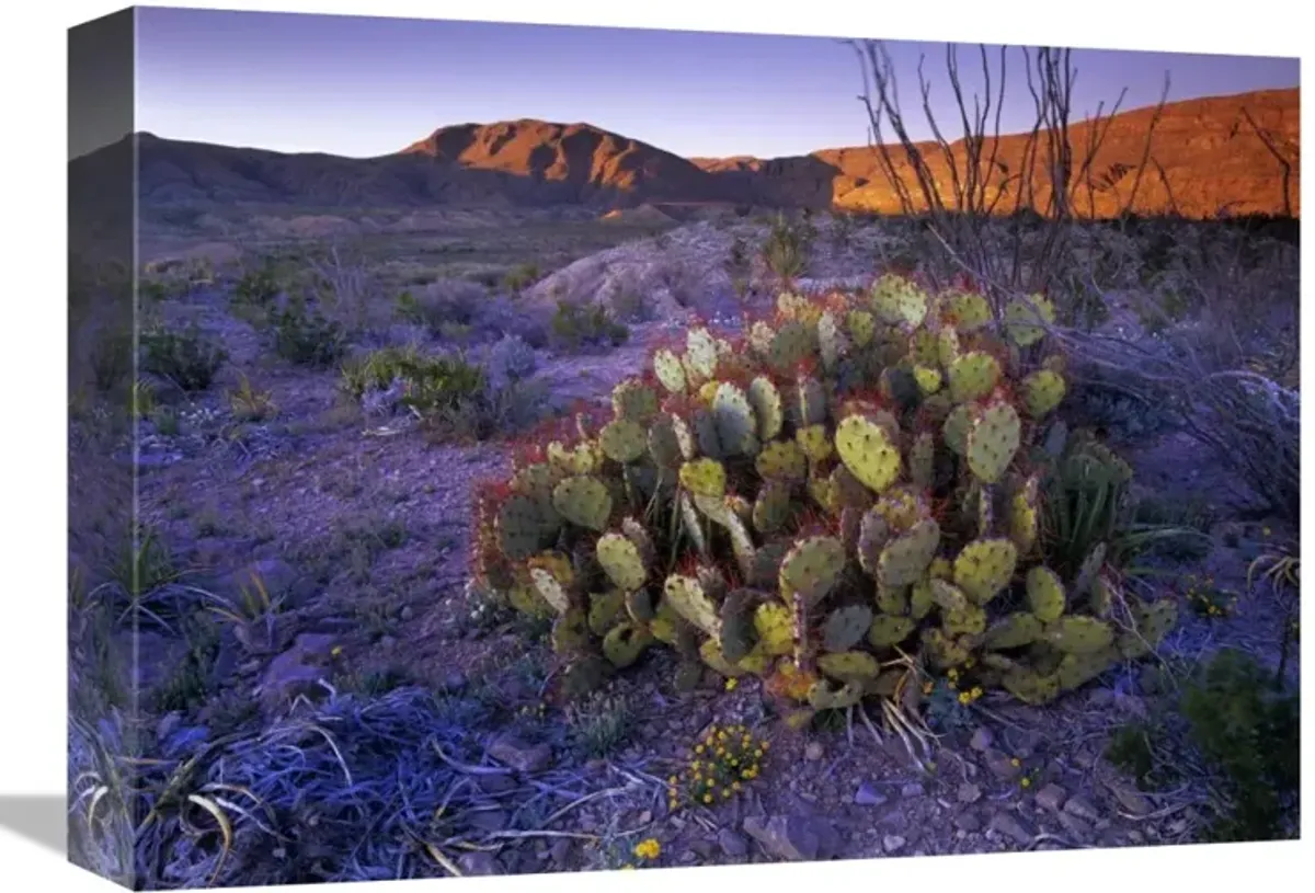 Opuntia in Chihuahuan Desert landscape, Big Bend National Park, Texas-Canvas Art-16x12