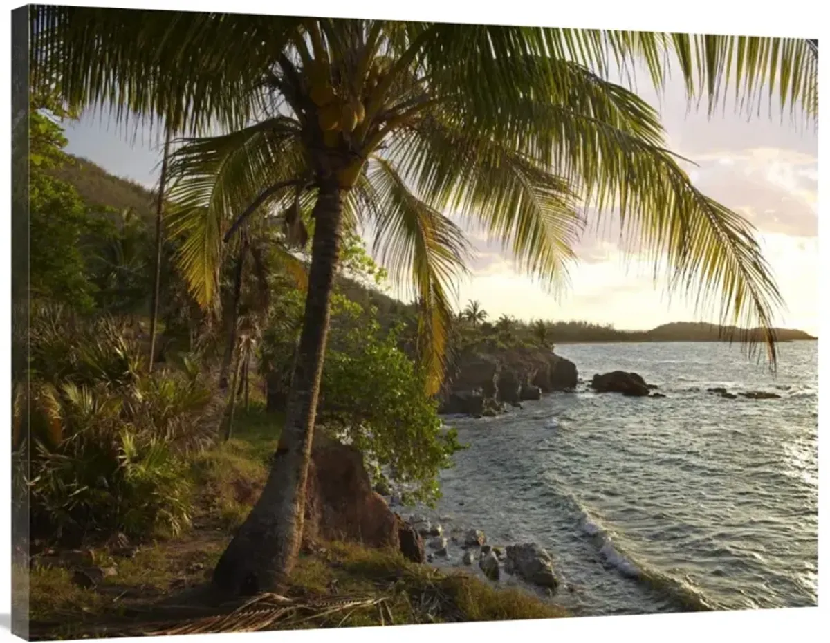 Wilkes Point at sunset with palm trees, Roatan Island, Honduras-Canvas Art-40x30