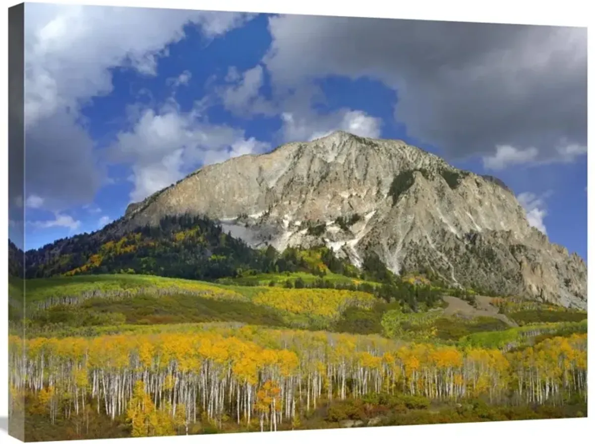 Marcellina Mountain and aspen forest in Raggeds Wilderness, Colorado-Canvas Art-32x24