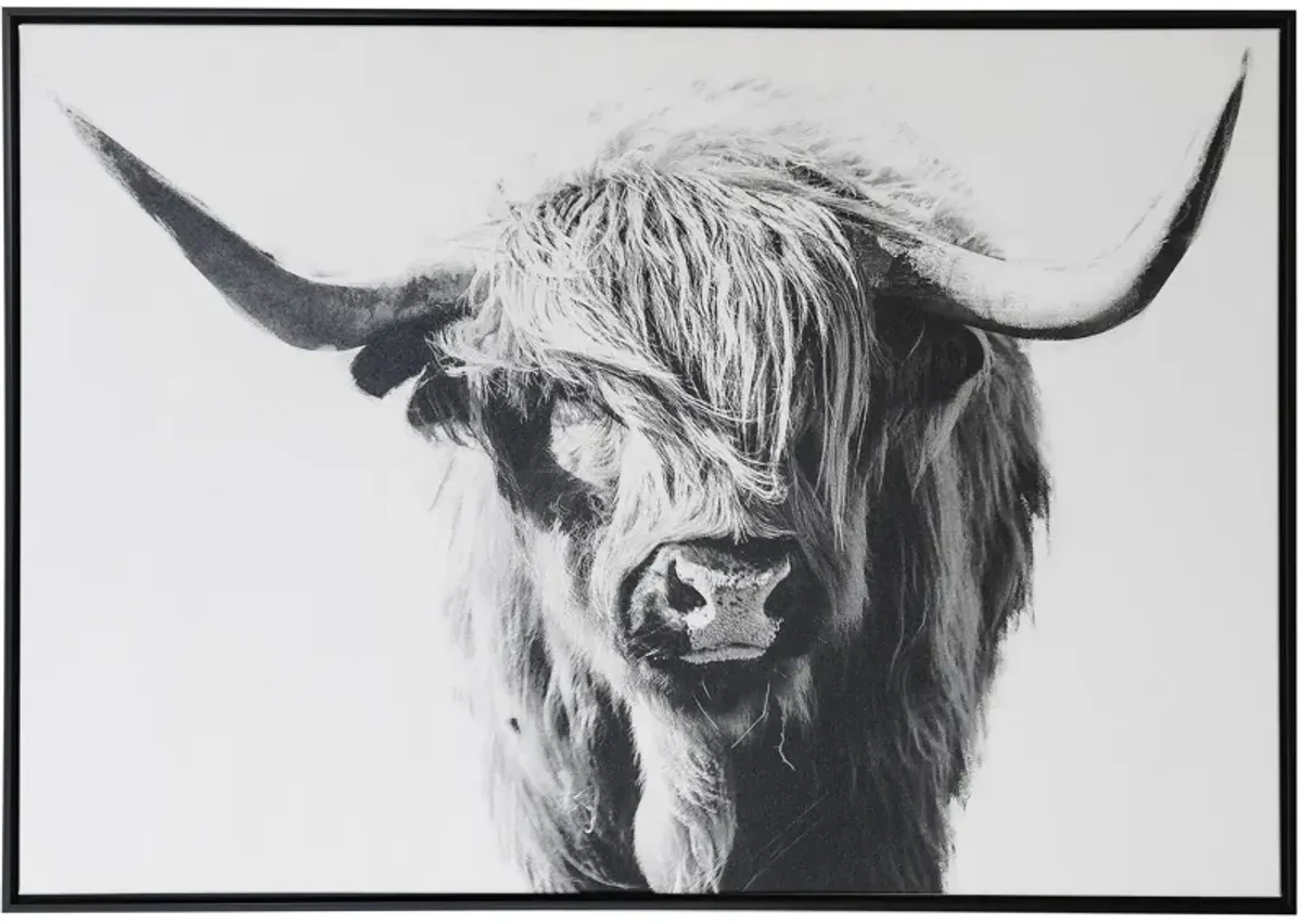 Highland Cow Portrait