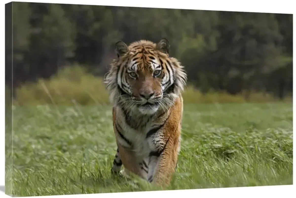 Siberian Tiger walking, endangered, native to Siberia-Canvas Art-36x24