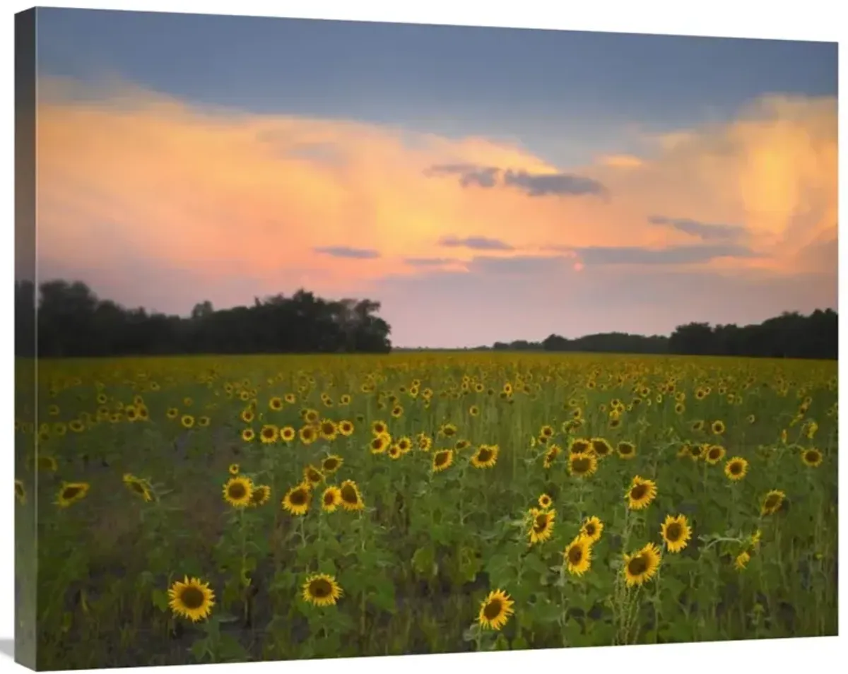 Common Sunflower field near Flint Hills National Wildlife Refuge, Kansas-Canvas Art-35x28