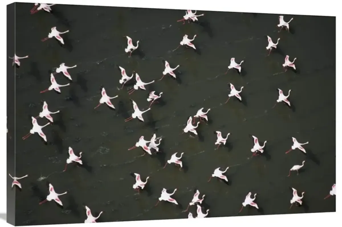 Lesser Flamingo flock taking flight from the surface of a lake, Kenya-Canvas Art-36x24