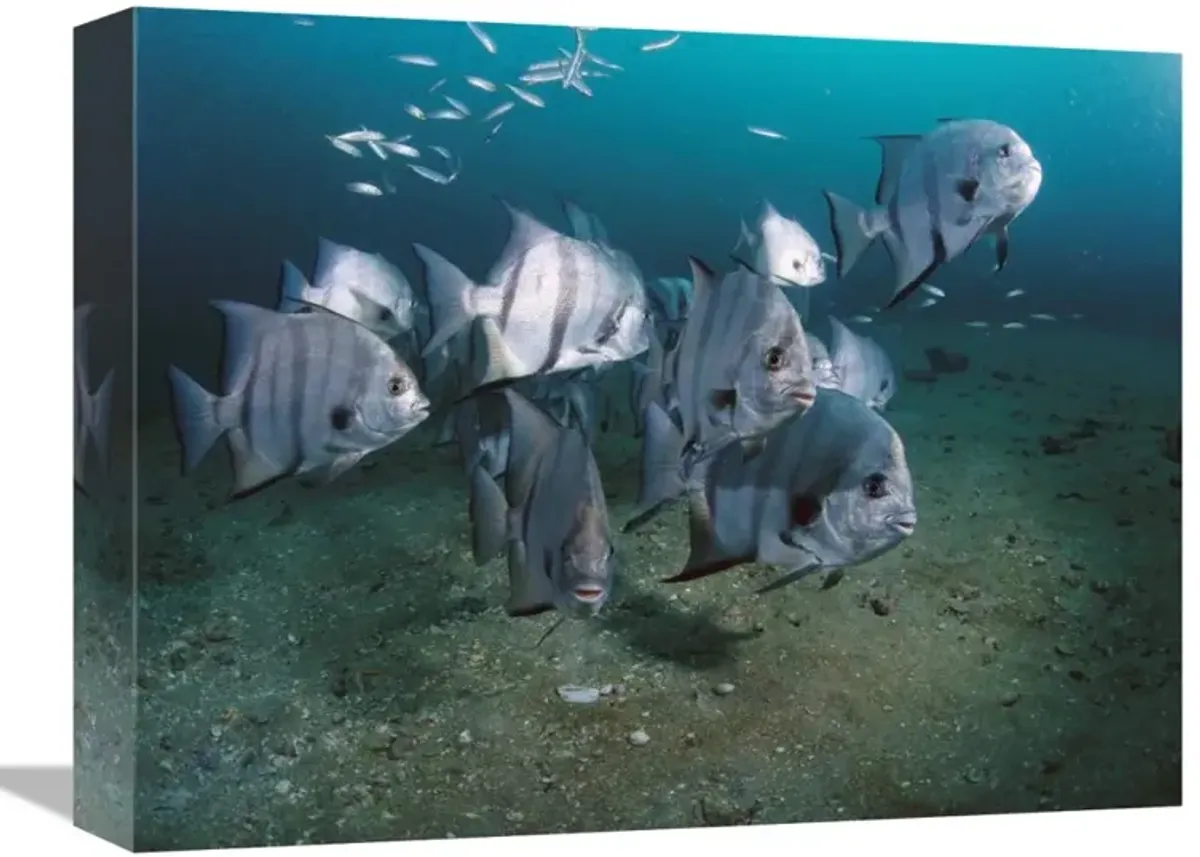 Atlantic Spadefish school, Grays Reef NMS, Georgia-Canvas Art-16x12