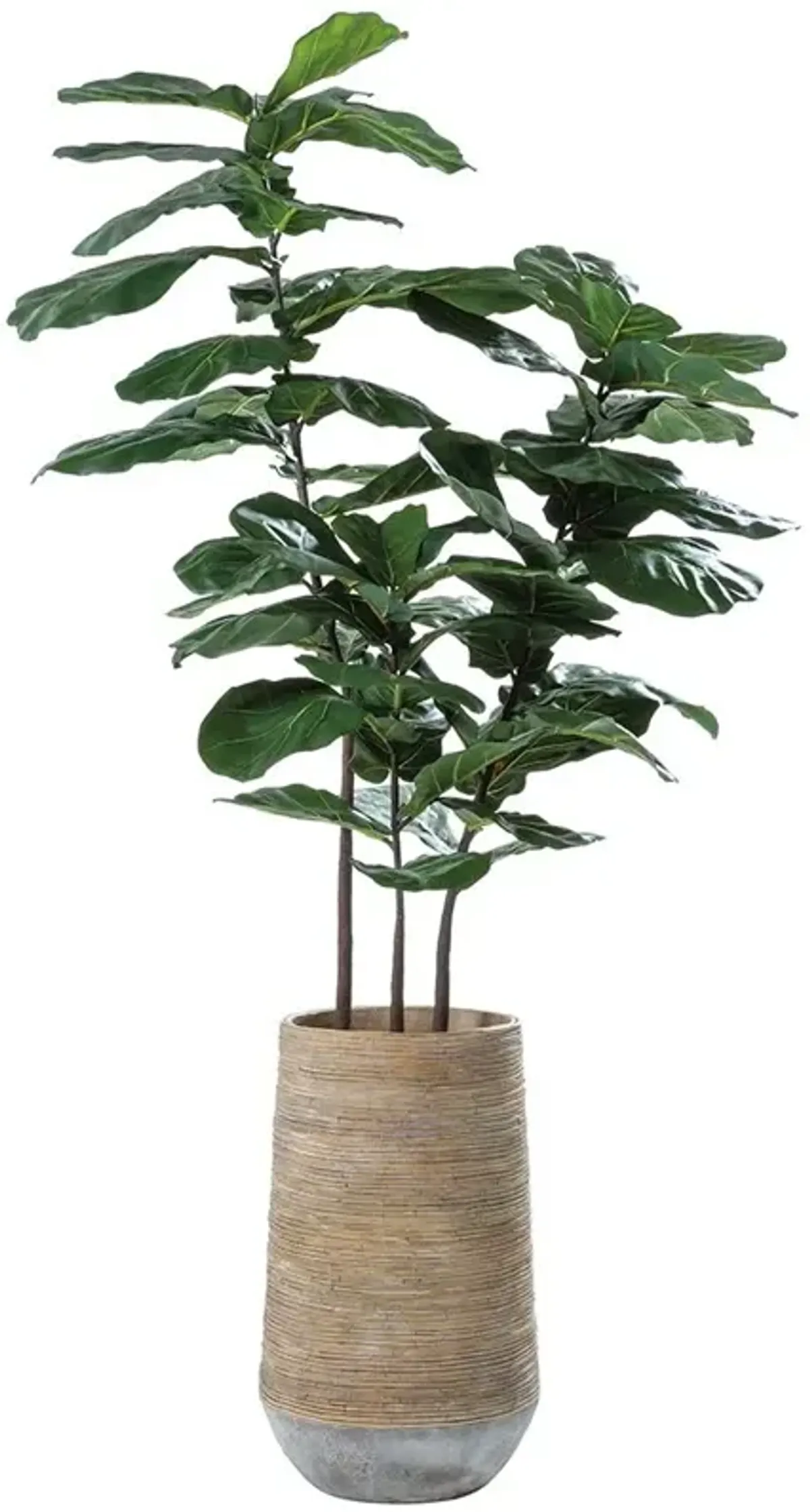 Fiddle Leaf Tree in Cement Planter