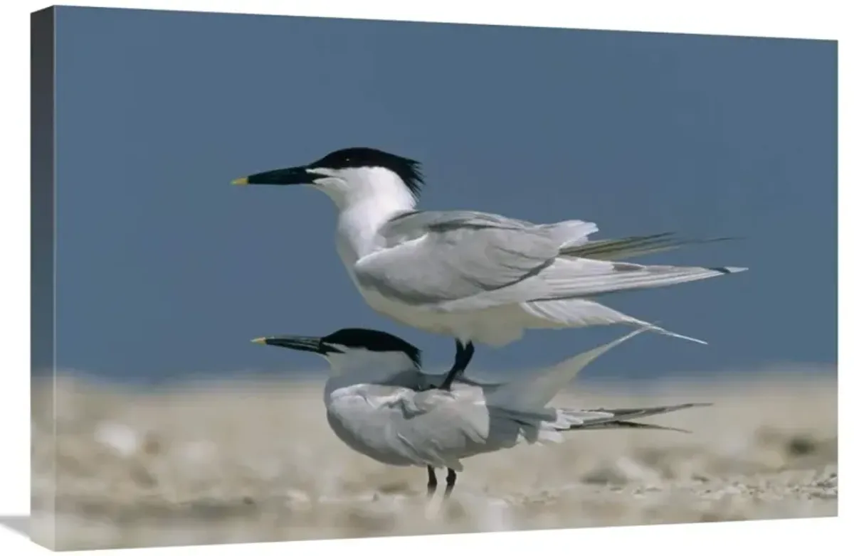 Sandwich Tern couple courting, North America-Canvas Art-30x20