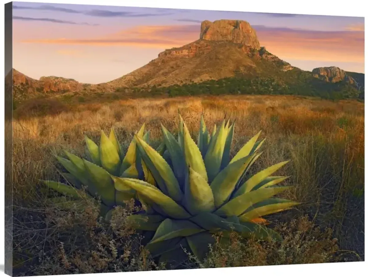 Casa Grande butte with Agave in foreground, Big Bend National Park, Texas-Canvas Art-40x30