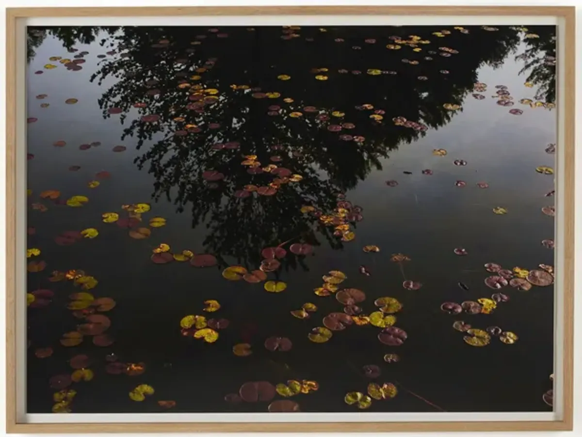 Echo By Shade Degges