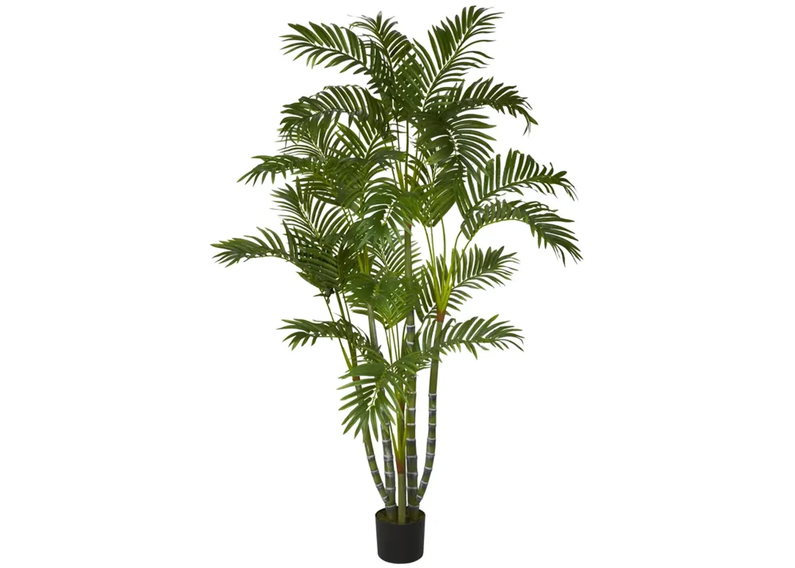 HomPlanti 5 Feet Areca Silk Tree