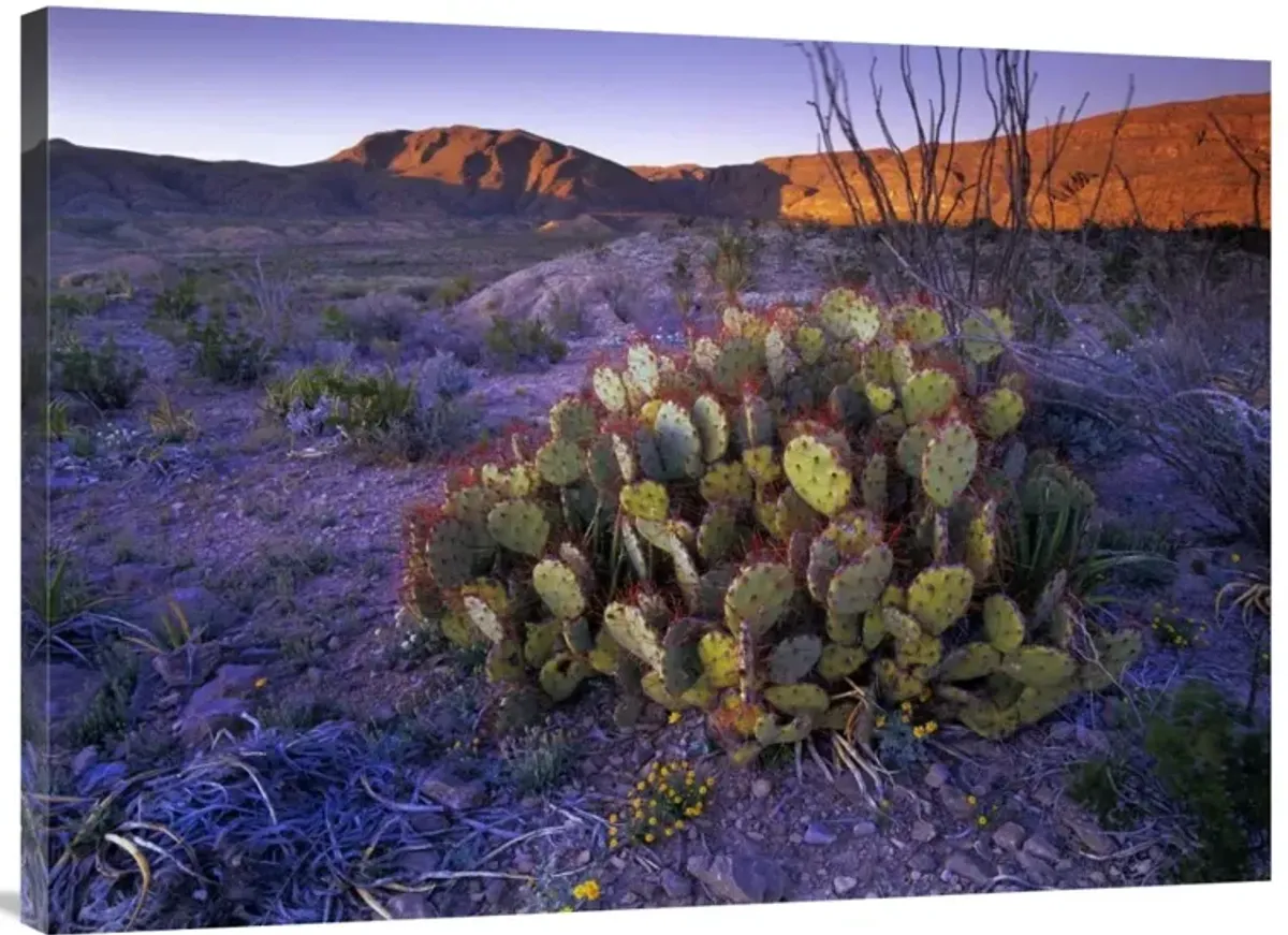 Opuntia in Chihuahuan Desert landscape, Big Bend National Park, Texas-Canvas Art-40x30