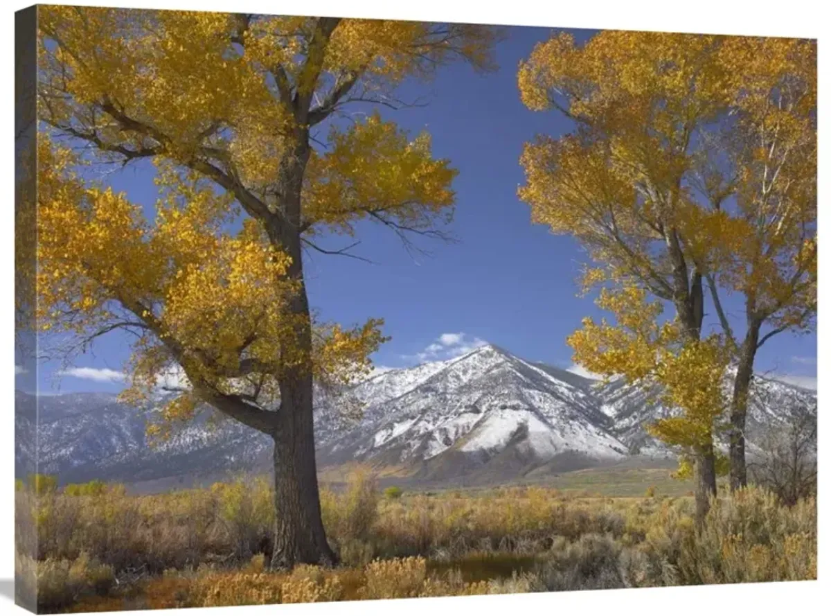 Cottonwood trees, fall foliage, Carson Valley, Nevada-Canvas Art-32x24