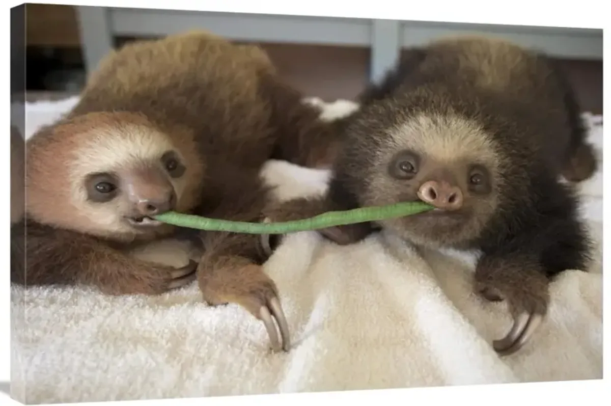 Hoffmanns Two-toed Sloth orphaned babies sharing string bean, Aviarios Sloth Sanctuary, Costa Rica-Canvas Art-36x24