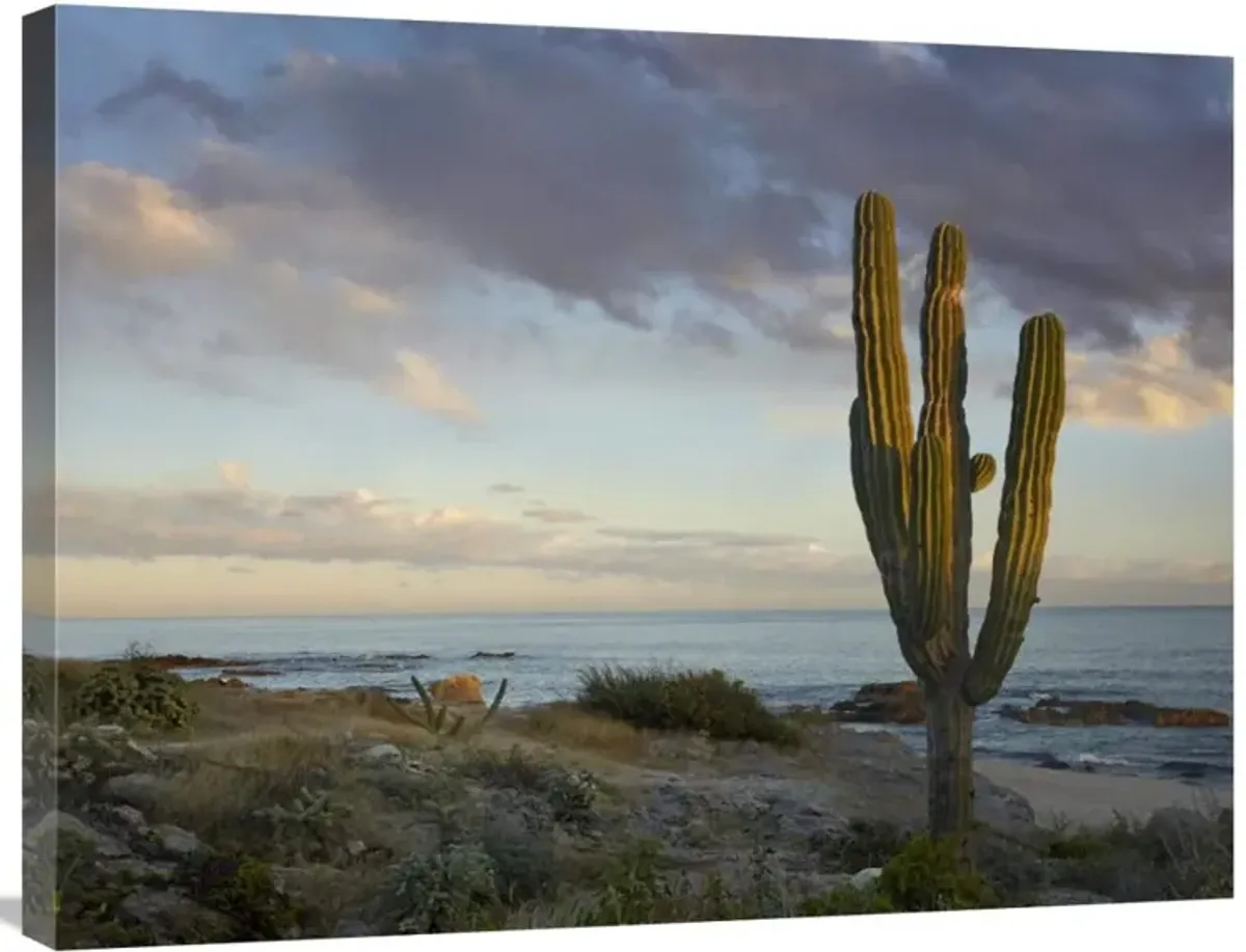 Saguaro cactus at beach, Cabo San Lucas, Mexico-Canvas Art-32x24