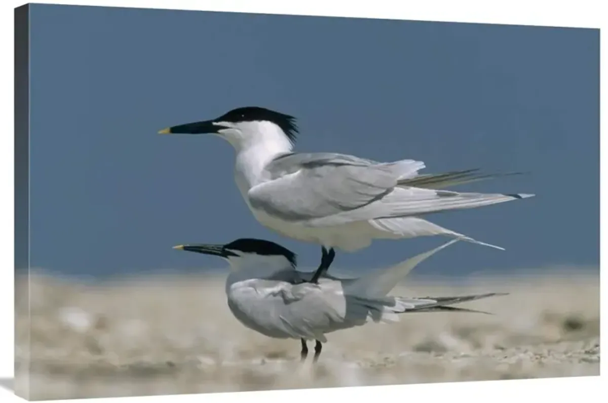 Sandwich Tern couple courting, North America-Canvas Art-36x24