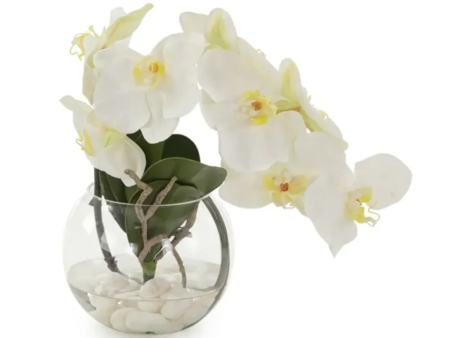 Aqua White Orchid