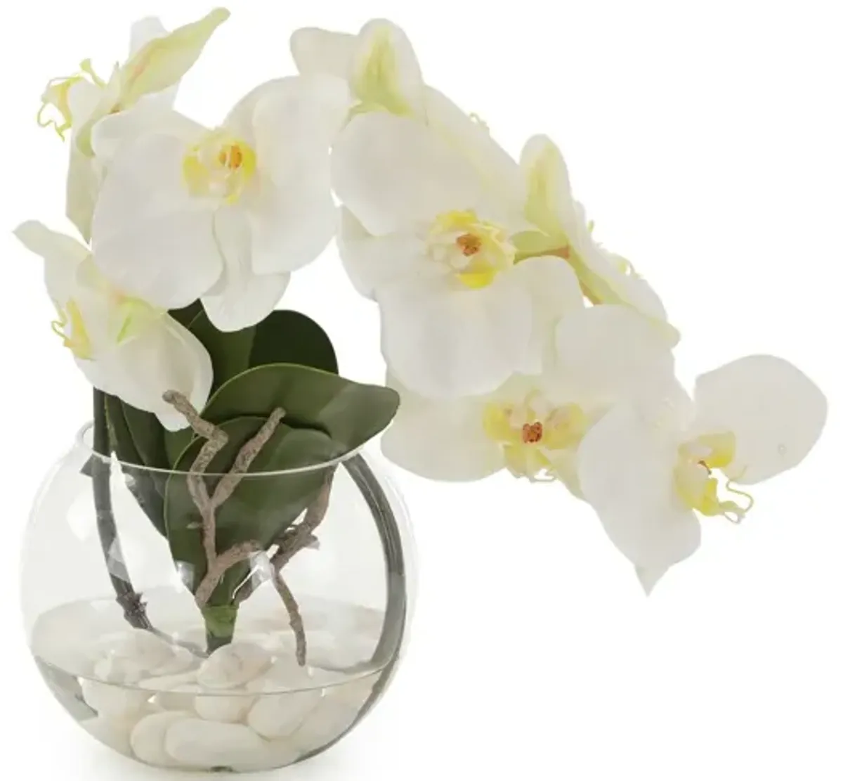 Aqua White Orchid